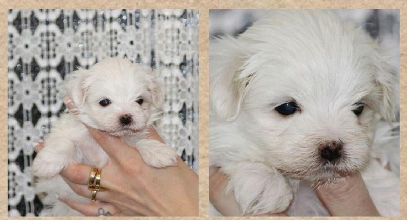 ALLEVAMENTO MALTESI TAGLIA TOY