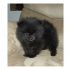 SPITZ FEMMINA NERA MASSIMO 1,8 KG DA ADULTA