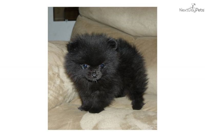 SPITZ FEMMINA NERA MASSIMO 1,8 KG DA ADULTA