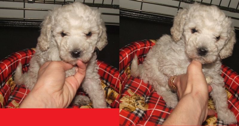 BARBONCINI NANI MINUSCOLI, ITALIANI, PAGABILI A RATE 