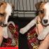 JACK RUSSELL MINIATURE DISPONIBILI 