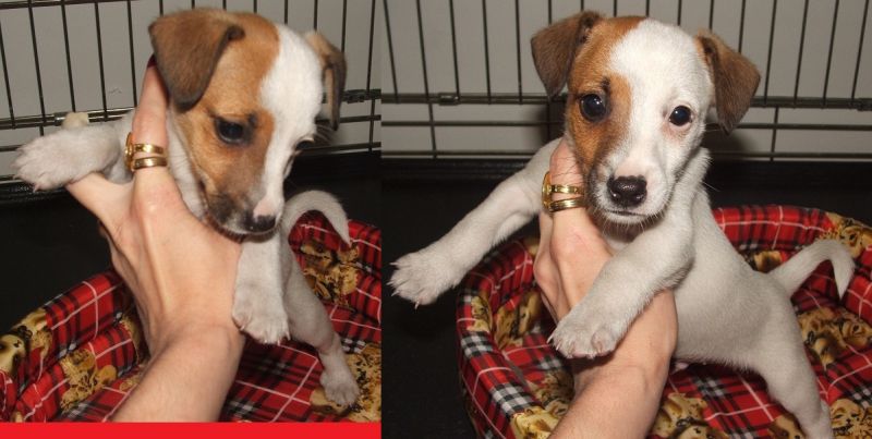 JACK RUSSELL MINIATURE DISPONIBILI 