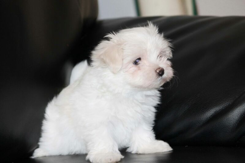 ALLEVAMENTO MALTESI TAGLIA TOY