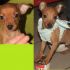 PINSCHER TOY, massimo 2,5 kili da adulto