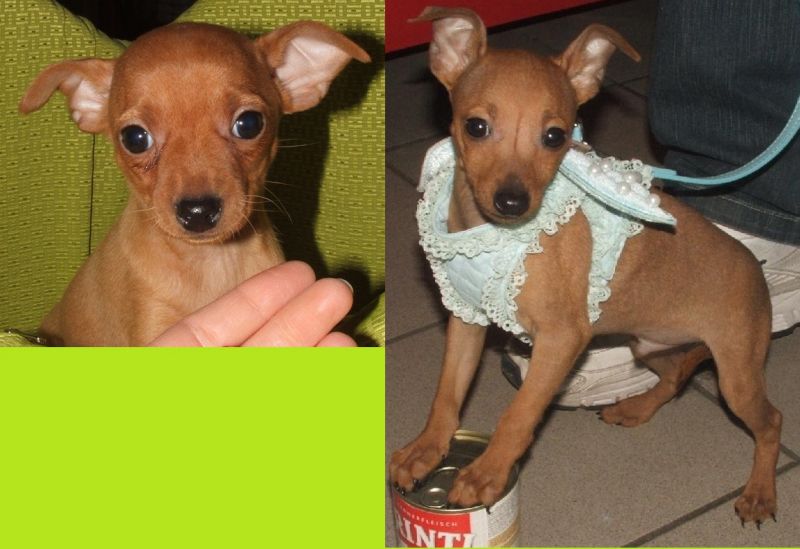 PINSCHER TOY, massimo 2,5 kili da adulto