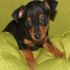 PINSCHER TOY, 1,8 kili da adulti da 20€ al mese