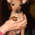 PINSCHER MINI TOY
