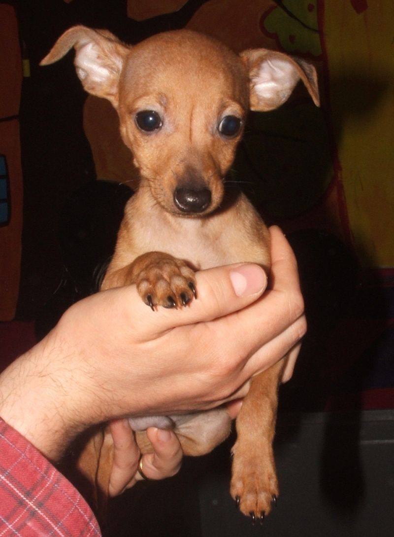 PINSCHER MINI TOY