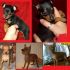 PINSCHER MINI TOY da 20€ al mese
