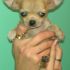 CHIHUAHUA MASSIMO 1,7 DA ADULTO