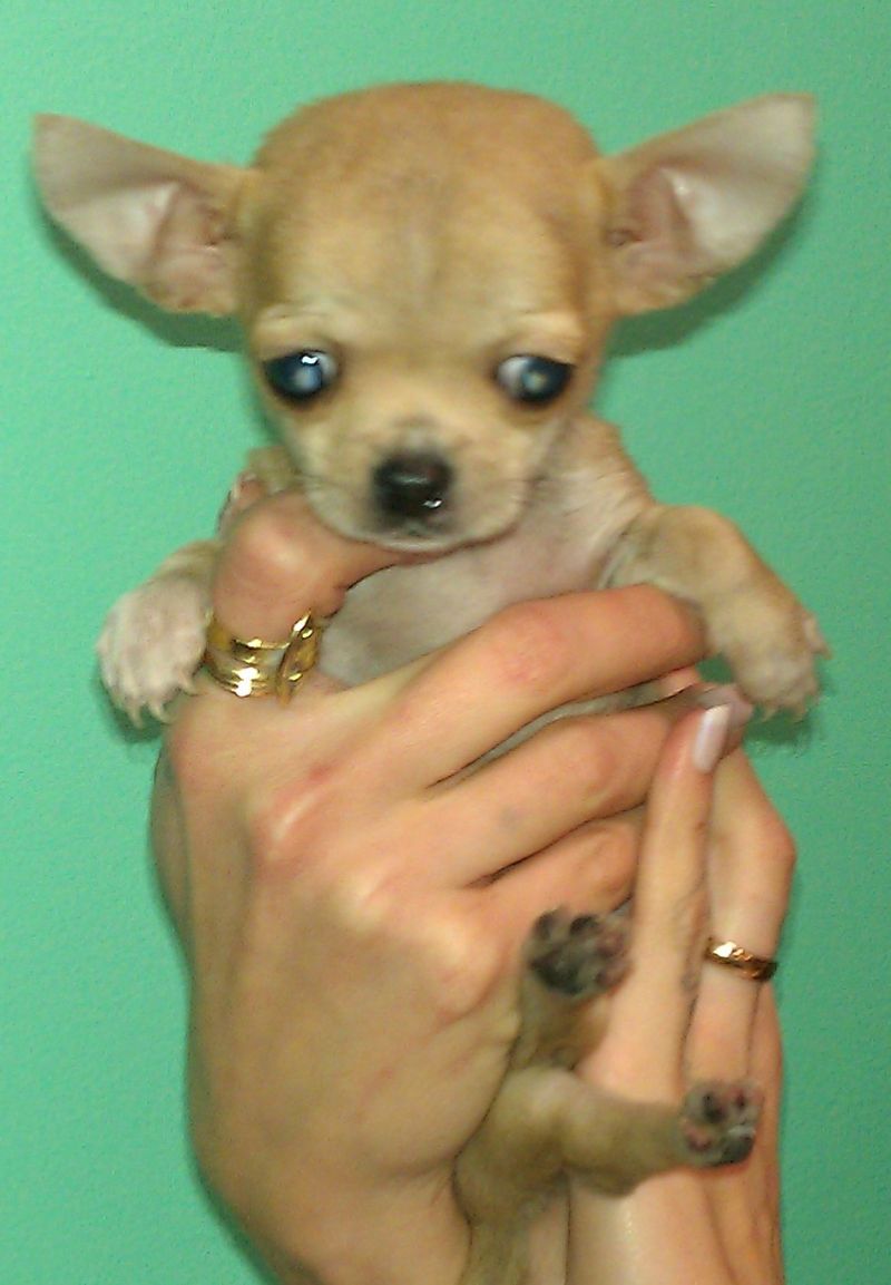 CHIHUAHUA MASSIMO 1,7 DA ADULTO