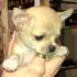 CHIHUAHUA MASSIMO 1,7 DA ADULTO