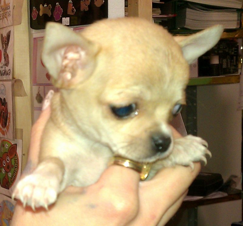 CHIHUAHUA MASSIMO 1,7 DA ADULTO
