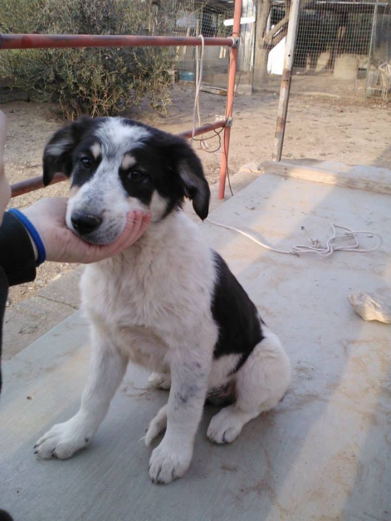 CHIKO,4 MESI,FUTURA TG GRANDE.