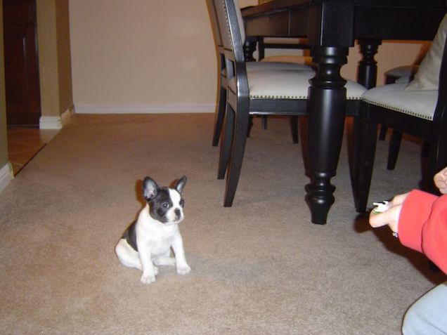  Bouledogue francese disponibili subito In vendita cuccioli di 