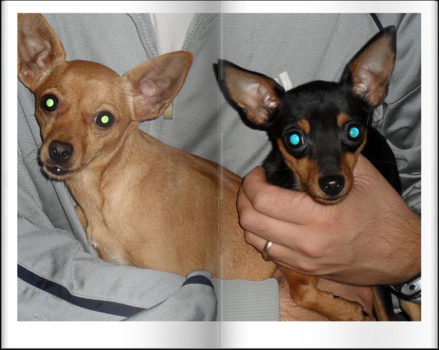 Ci Vogliamo Tanto Bene