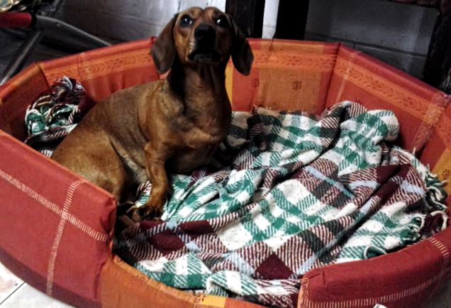 Gasto e il suo omaggio Purina :)