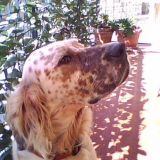 antonina