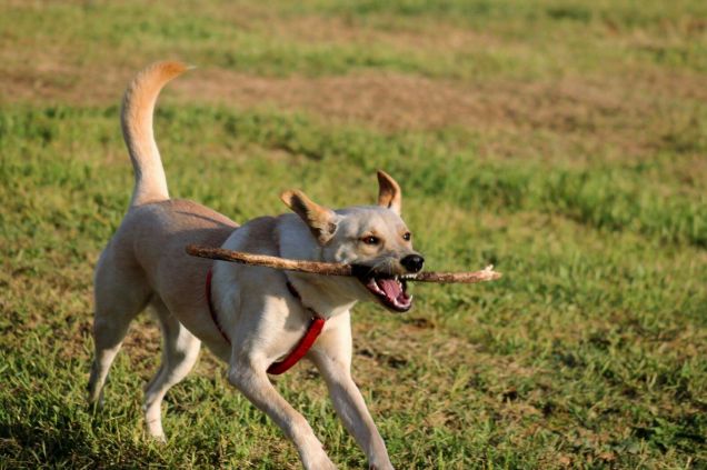 virgola e il suo giocattolo