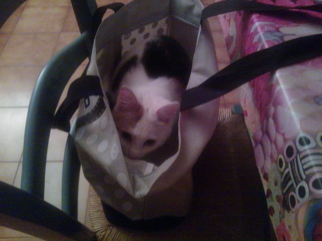 andiamo afare shopping