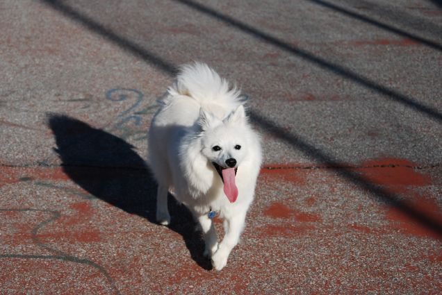 La piccola Ayra in allenamento ;)