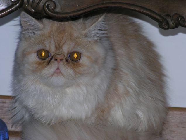 cannellina a pochi mesi