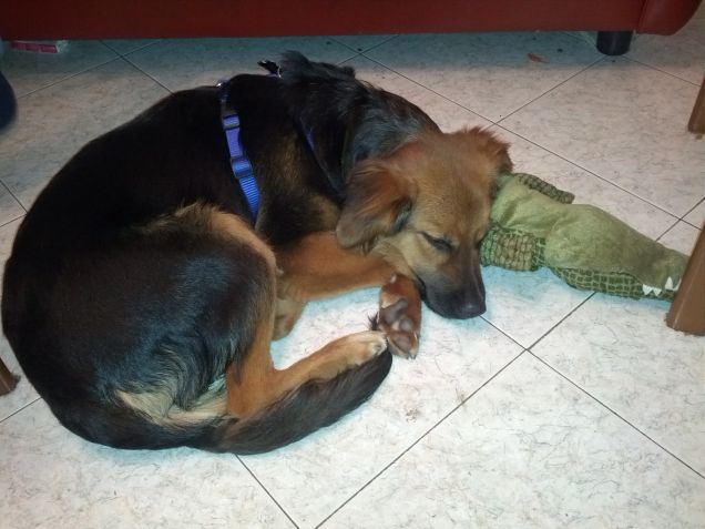 Casper e il coccodrillo