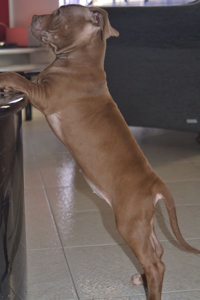 Nika che 'controlla' la fioriera