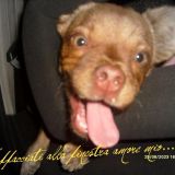 L'amore per un cane dona grande forza all'uomo.