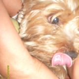 In principio Dio creò l'uomo. Poi vedendolo così debole, gli donò il cane. 