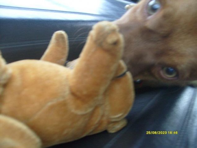 Tyson e il suo peluche :)