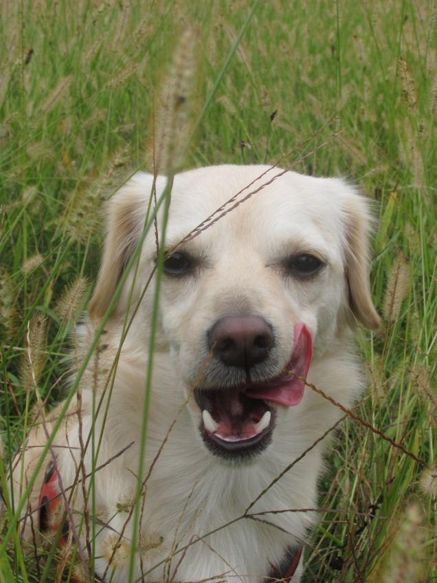 OLLY bel musetto furbetto