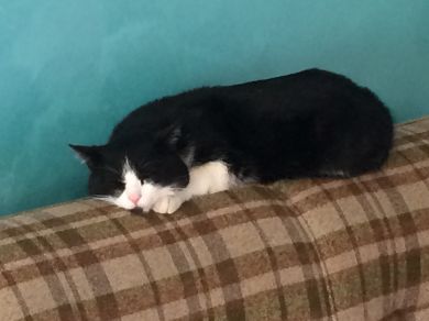 Figaro 