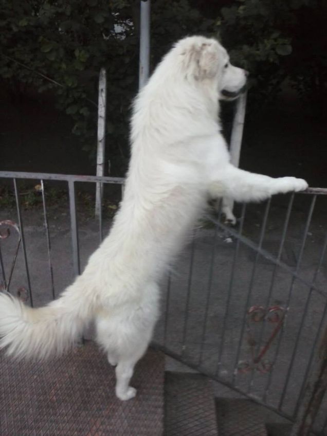 aspettando il suo grande amoree