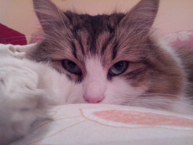 Dalla Siberia con furore....