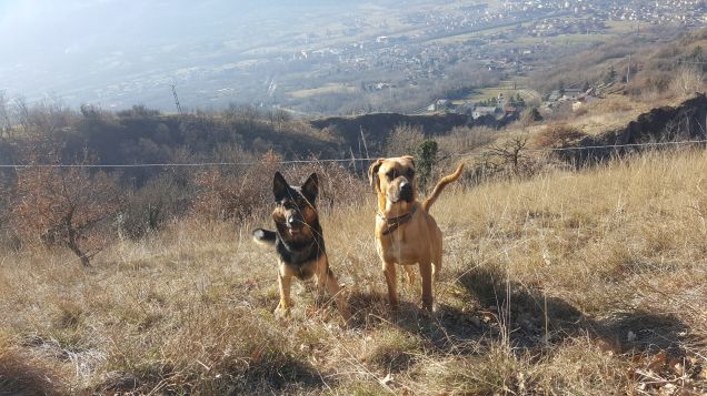 Argo e tyson in montagna 