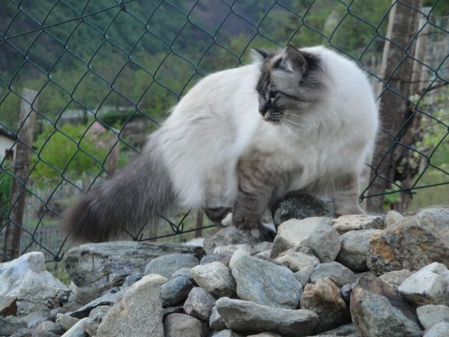 A caccia di lucertoline