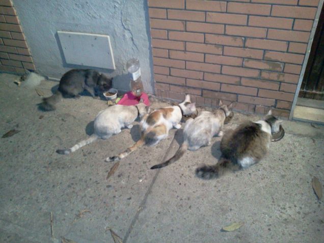 Gigi con la famiglia adottiva