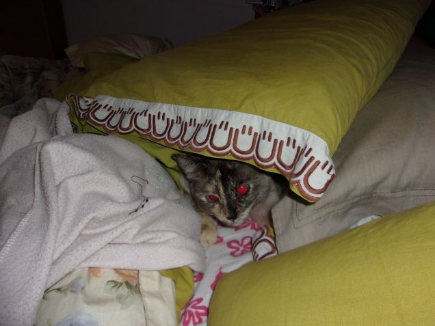 Pulce che si nasconde