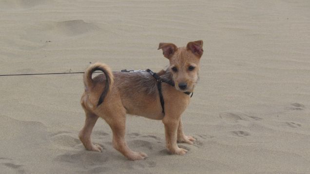 Mogan sulle dune di Maspalomas