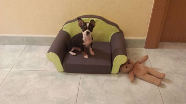 Lillo sul suo salottino