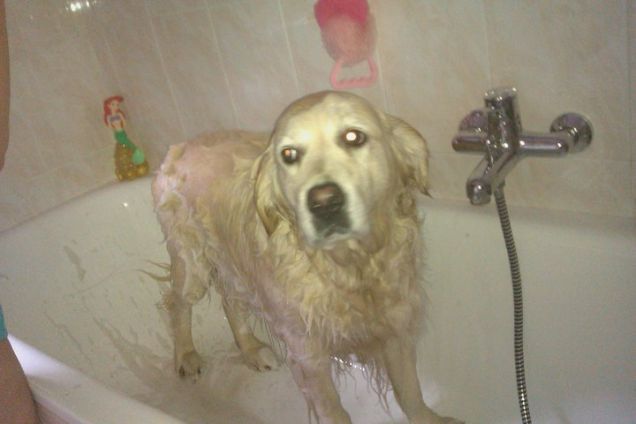 Cagnolina molto arrabbiata ed offesa..