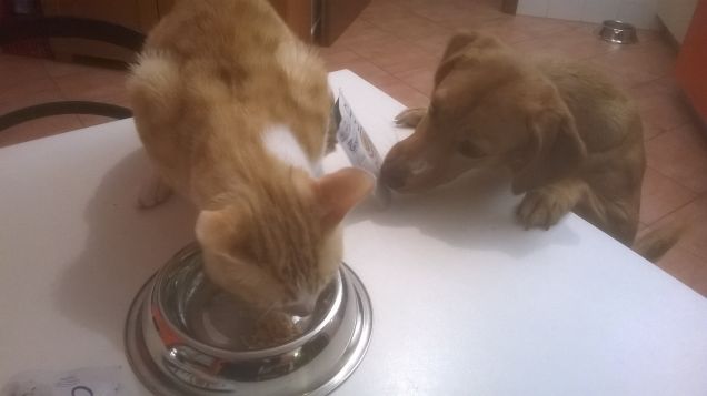 ginger e tania