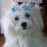 Amalia