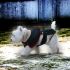 Abbigliamento Cani BritoMarti - Vesti il tuo cane con stile - Spediamo in tutto il mondo !