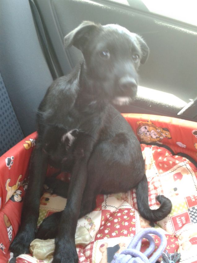 Rolly appena uscito dal canile