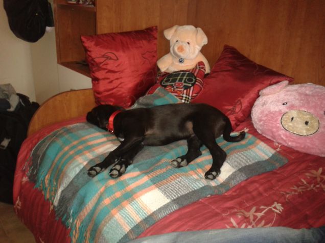 1° giorno ed era già padrone del mio letto! 