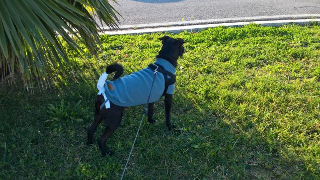 Rolly dopo l'intervento