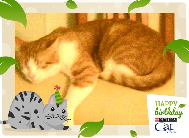 miele e i suoi imprevisti  pisolini