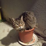 Alessia